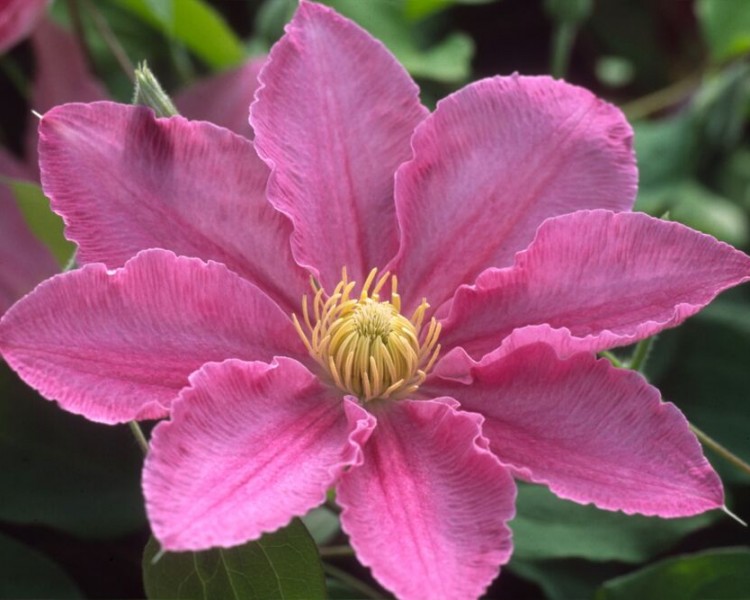 A pink clematis with yellow anthers