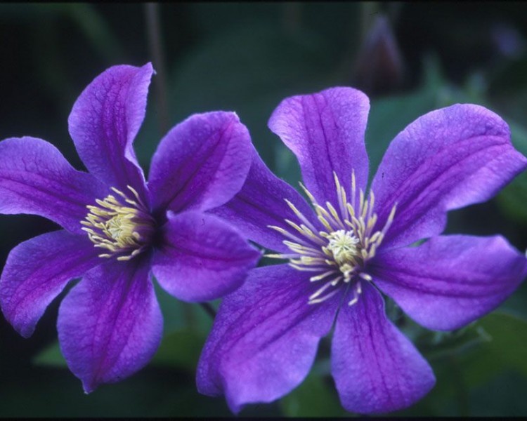 A rosy-purple clematis with with red and cream anthers