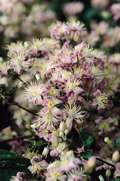 A blush-white clematis
