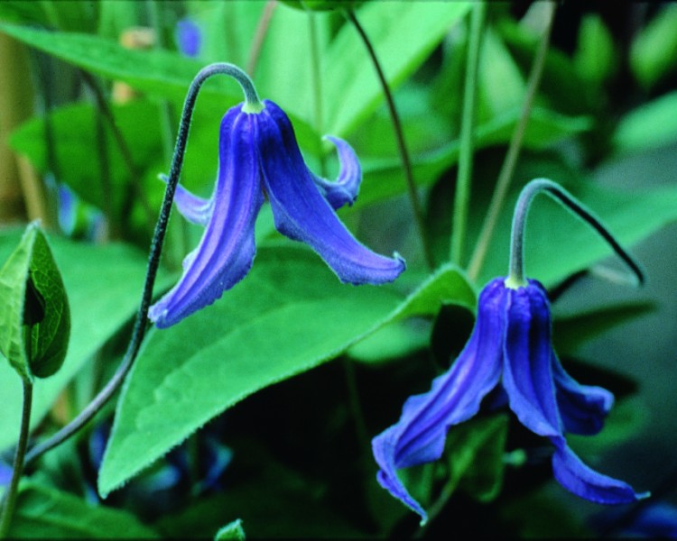 A light blue bell-shaped clematis