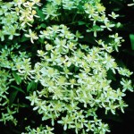 Paniculata Clematis