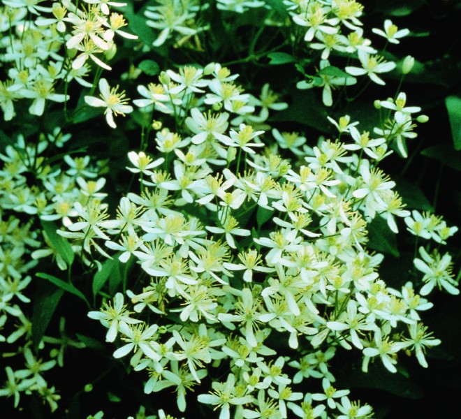 A white clematis with small flowers