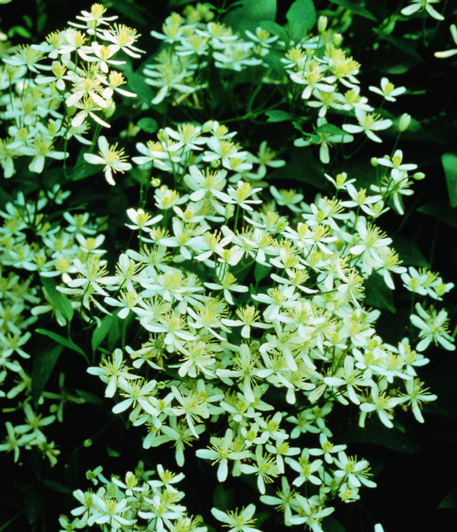 Paniculata Clematis