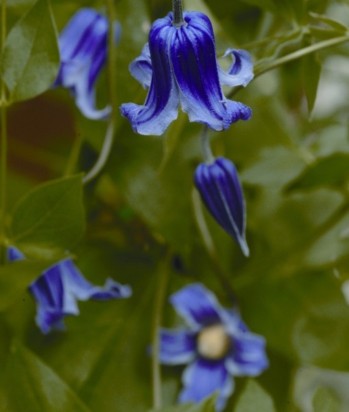 A deep blue/purple clematis