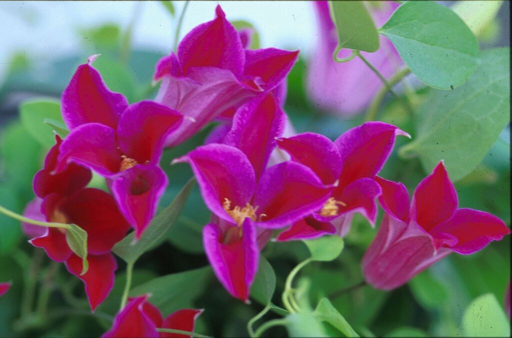 A rich pink clematis with a deeper pink bar