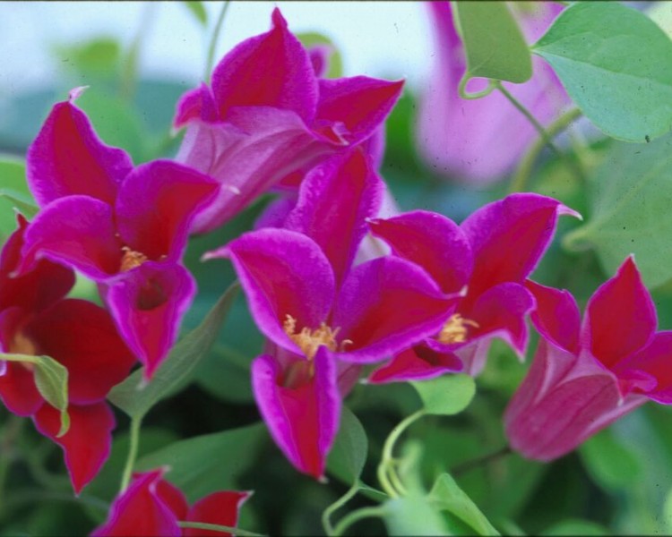 A rich pink clematis with a deeper pink bar