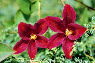 A pink bell shaped clematis with a cherry red bar