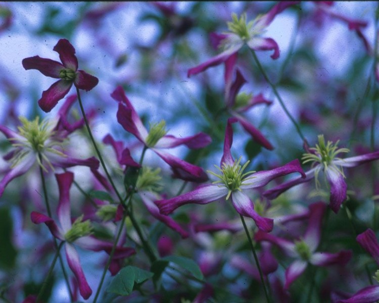 A starlike clematis with pink edges and cream-colored anthers