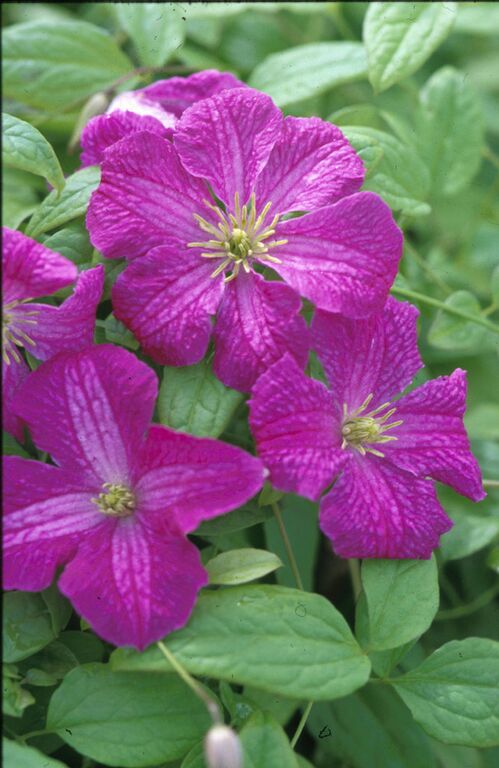 Viticella Abundance - A pink/purple clematis with yellow anthers