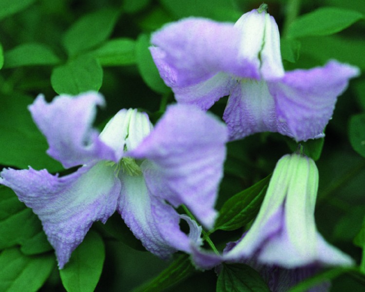 A light blue nodding clematis