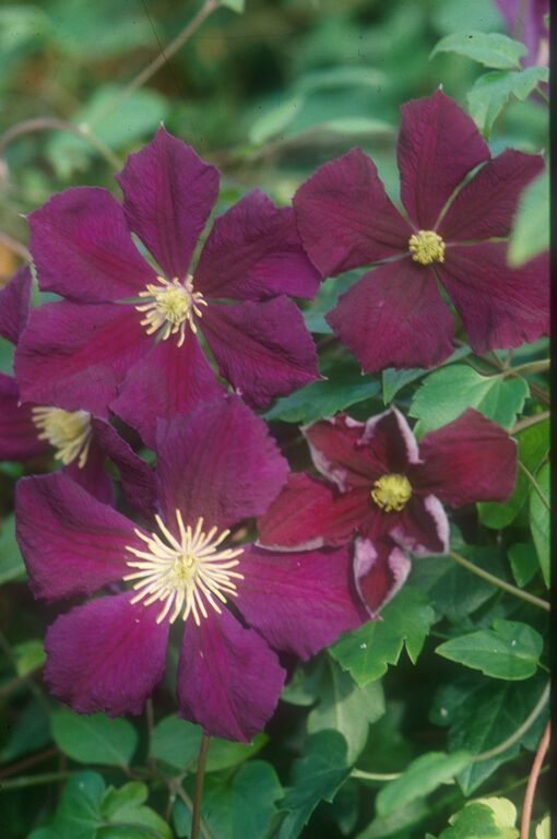Viticella Etoile Violette - Clematis Vines - Donahue's Greenhouse