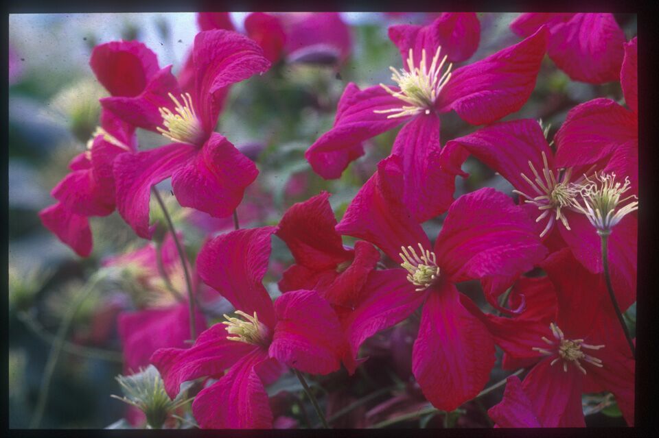 A true red clematis