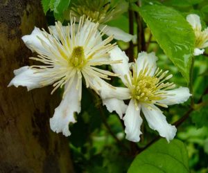 Fargesioides cLematis