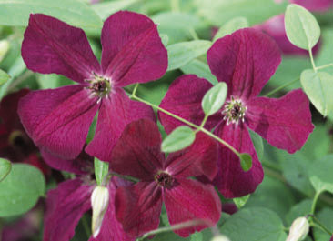 A deep velvety purple clematis