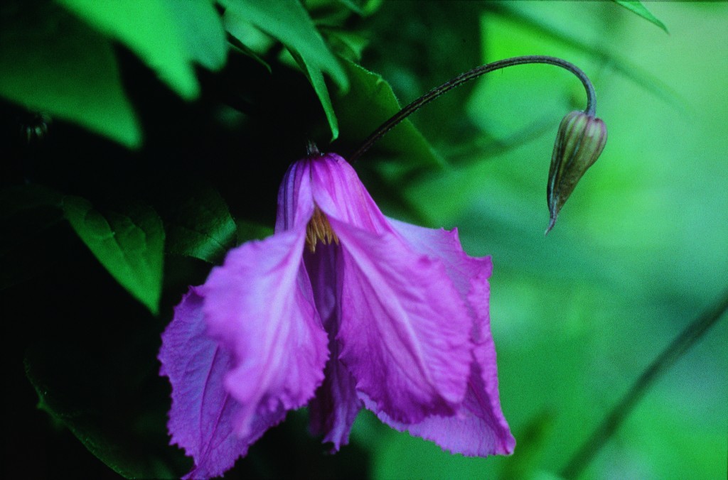 A mauve pink semi-nodding clematis