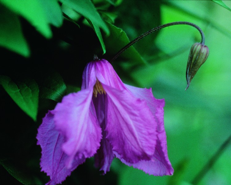 A mauve pink semi-nodding clematis