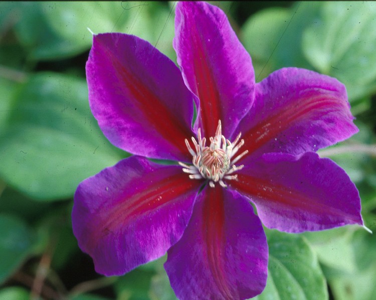 A violet clematis with a red/purple bar and anthers