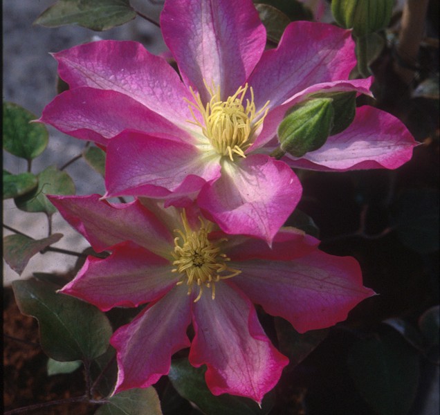 A deep rosy pink clematis with a white center bar