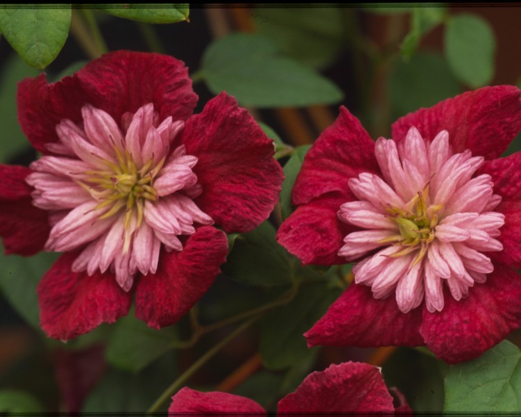 A red clematis with pink petaloid stamens