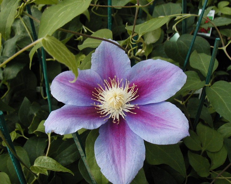A pale blue clematis with a deep red bar