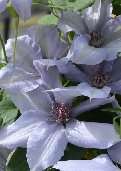 A light blue clematis with red anthers