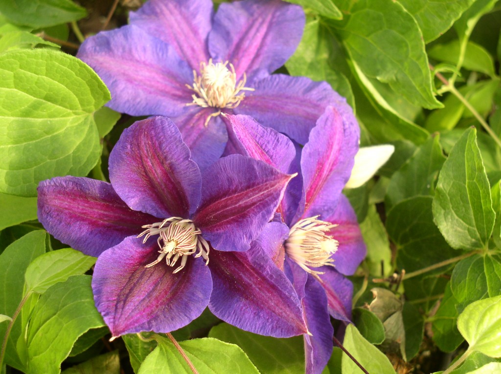 A plum purple clematis with a crimson central bar and reddish-cream anthers