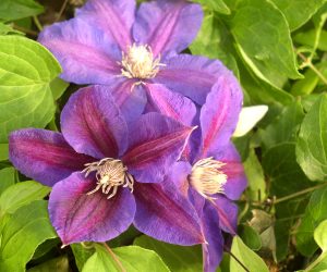 Beth Currie Clematis