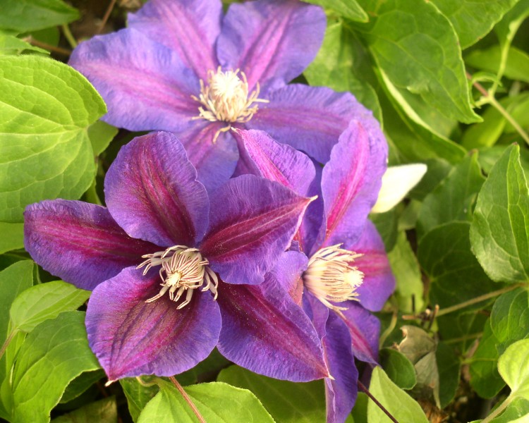 A plum purple clematis with a crimson central bar and reddish-cream anthers