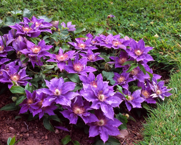 A pale violet/mauve clematis with a slight pinkish bar and pink tipped anthers