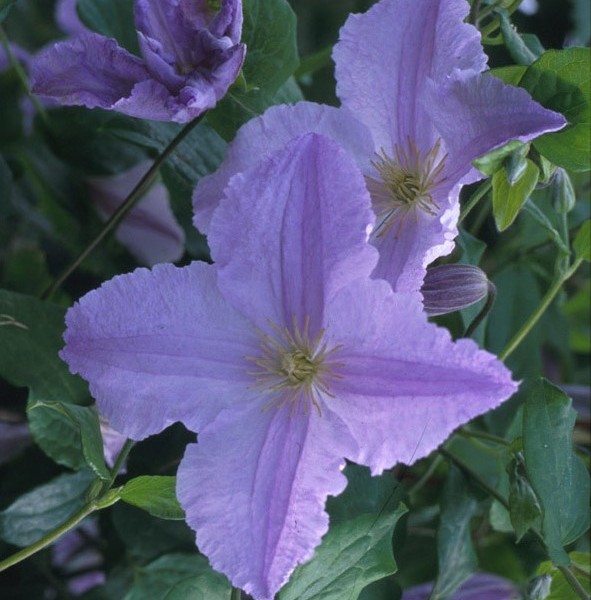 A pale lavender blue clematis with really yellow anthers
