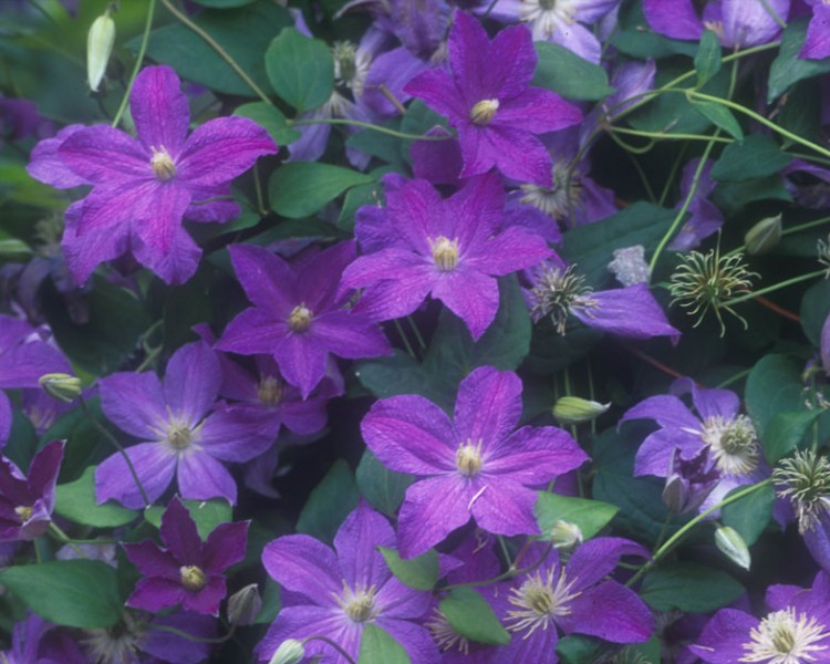 A mauve/blue clematis with pale yellow anthers