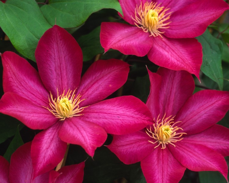 A vibrant red clematis with yellow anthers