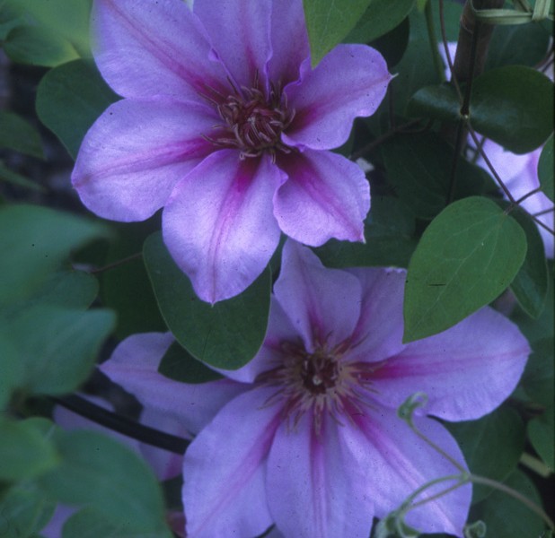 A two toned lavender and pink striped clematis