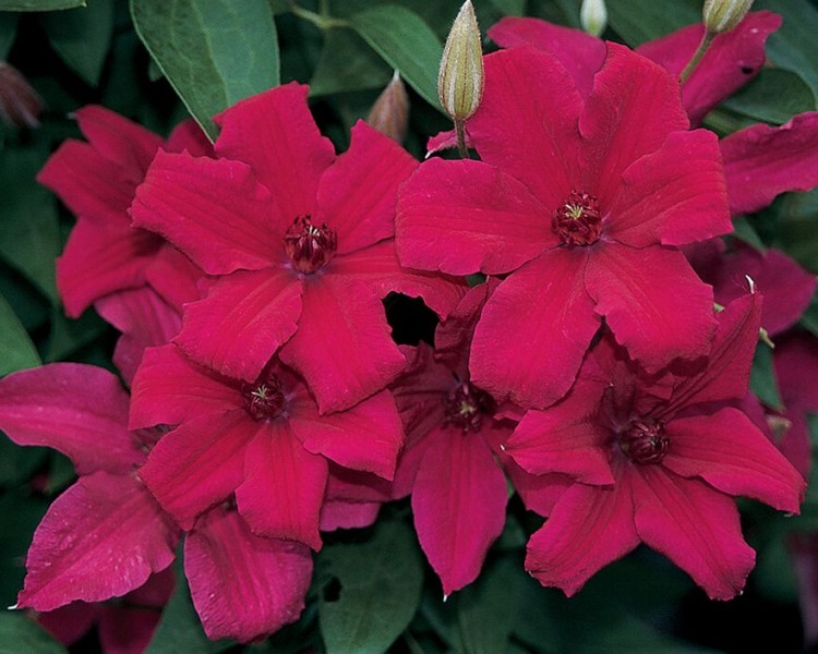 A crimson clematis with dark anthers