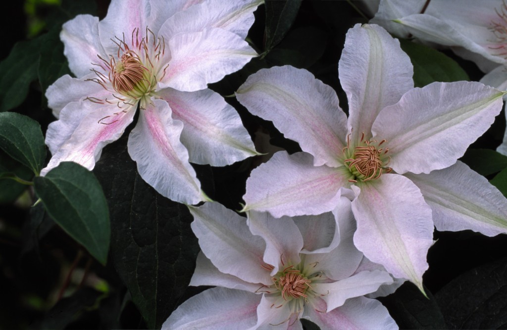 A pale pink clematis with a deeper pink central bar that fades to white