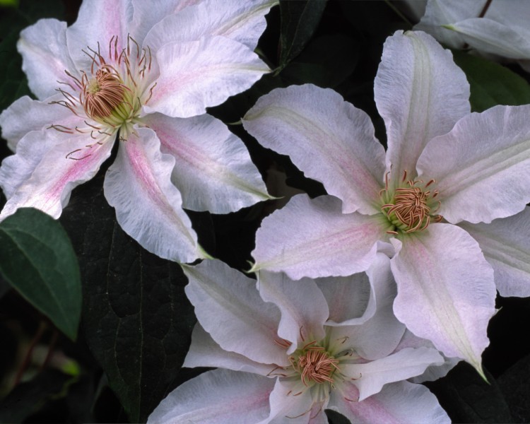 A pale pink clematis with a deeper pink central bar that fades to white