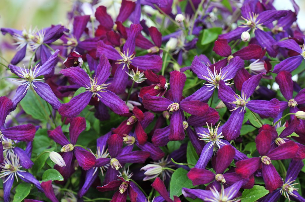 A multi-colored cranberry & violet clematis