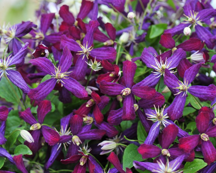 A multi-colored cranberry & violet clematis
