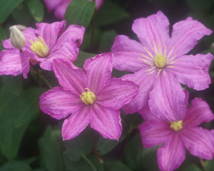 A velvet rose pink clematis with yellow anthers