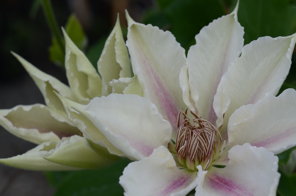A white clematis with a pink/violet stripe