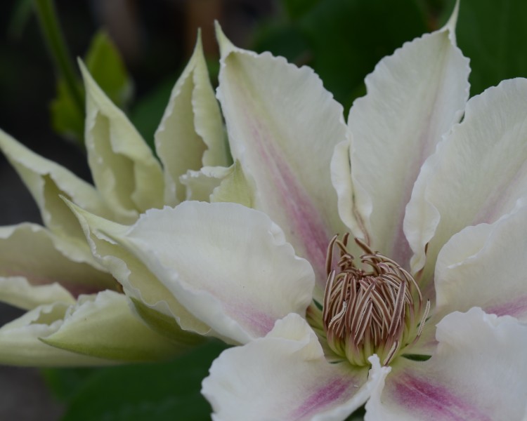 A white clematis with a pink/violet stripe
