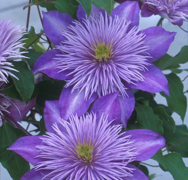 A lilac blue clematis with a fountain like center