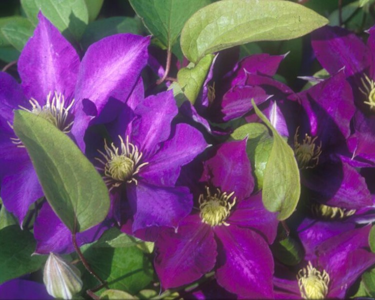 a deep purple clematis with lighter markings down the middle