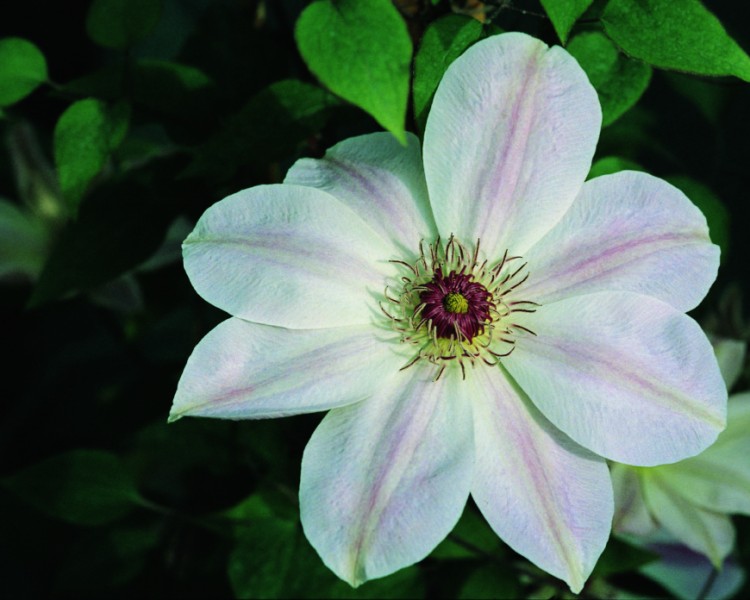 A pearly white/pink clematis