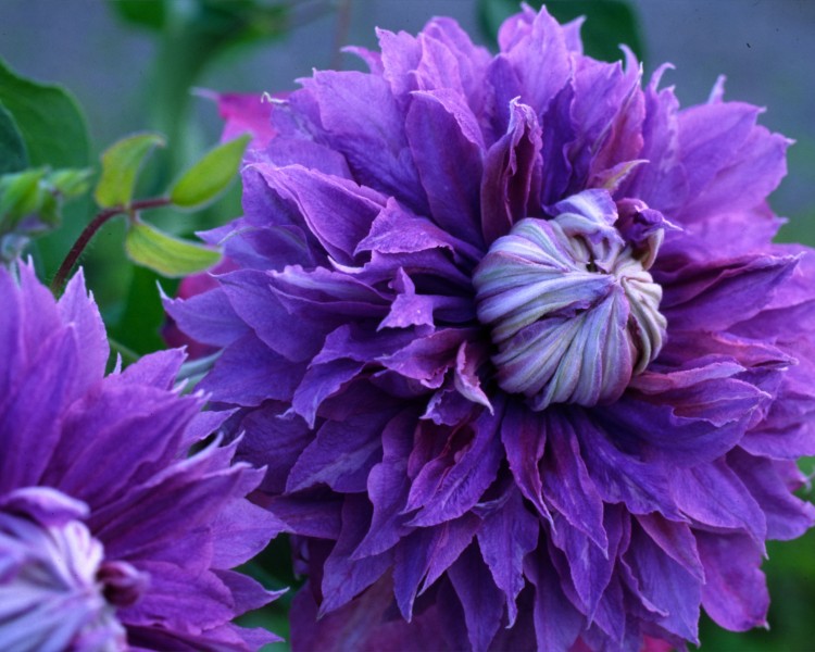 A pom-pom like clematis that is blue/purple