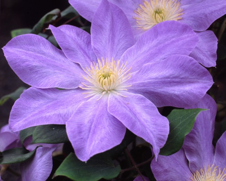 A rich blue clematis with creamy yellow anthers