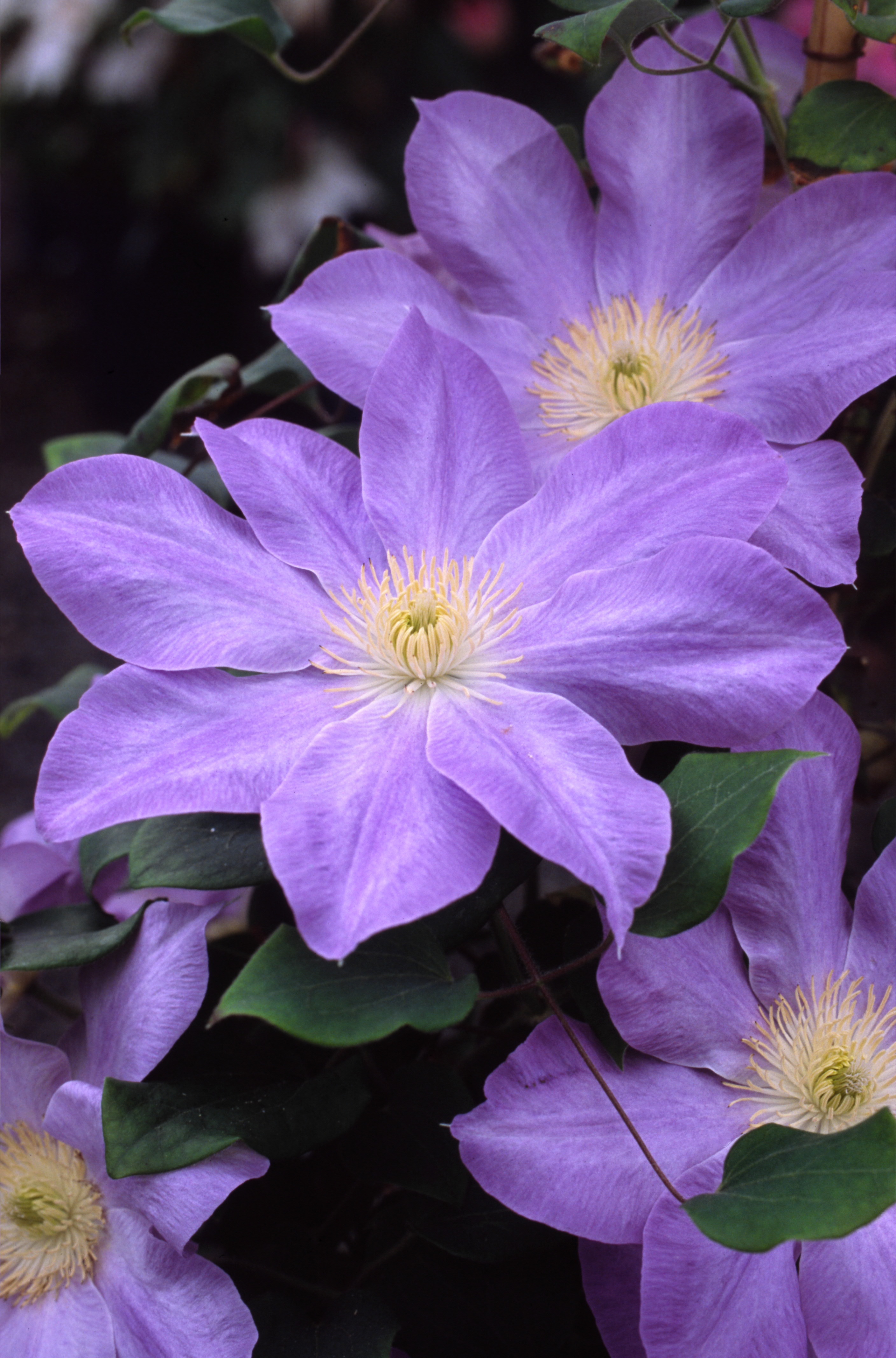 A rich blue clematis with creamy yellow anthers