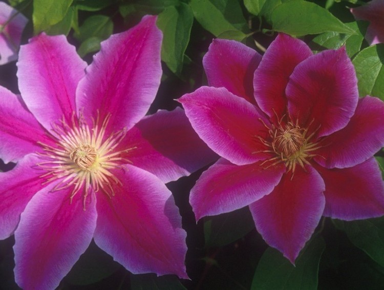 A pink lavender clematis with a deep red center bar