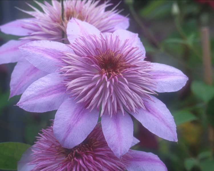 A clematis with pink outer petals and inner petals that produce a pom-pom effect