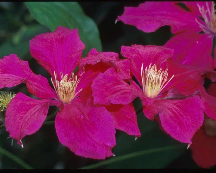 A magenta-red clematis with gold anthers
